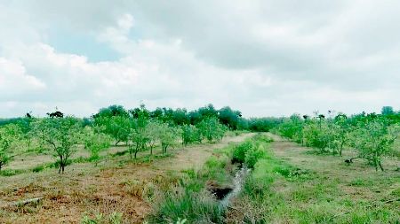 ขาย ที่ดิน  สวนส้มโอทับทิมสยาม จันทบุรี 22 ไร่ 2 งาน 1.7 ตร.วา วิวสวย อากาศดี มีแหล่งน้ำ รูปที่ 6