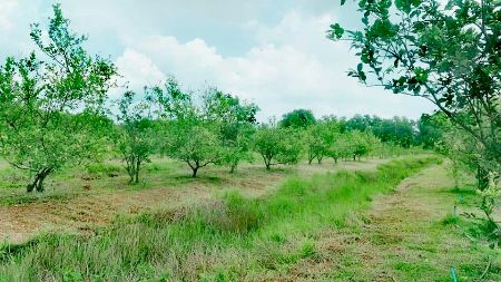 ขาย ที่ดิน  สวนส้มโอทับทิมสยาม จันทบุรี 22 ไร่ 2 งาน 1.7 ตร.วา วิวสวย อากาศดี มีแหล่งน้ำ รูปที่ 5