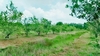 รูปย่อ ขาย ที่ดิน  สวนส้มโอทับทิมสยาม จันทบุรี 22 ไร่ 2 งาน 1.7 ตร.วา วิวสวย อากาศดี มีแหล่งน้ำ รูปที่5