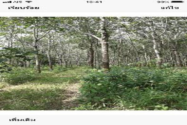 ขาย ที่ดิน ที่ดินเกาะช้าง6ไร่ ที่ดินเกาะช้าง 6 ไร่ ราคาพิเศษ รูปที่ 6