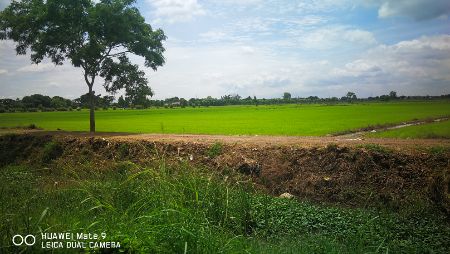 ขาย ที่ดิน ติดถนนอุทัย-หนองตาโล่ 16 ไร่ อ.อุทัย จ.พระนครศรีอยุธยา รูปที่ 4