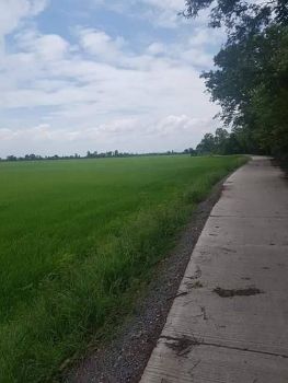 ขาย ที่ดิน ราคาถูกบ้านหมี่ ลพบุรี 16 ไร่ 0 ตร.วา ดินอุดมสมบูรณ์ รูปที่ 2
