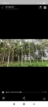ขาย ที่ดิน ปลูกยางพารา ต้นสักแม่ลาว เชียงราย 2 ไร่ 2 งาน 64 ตร.วา ที่ติดถนนใหญ่ รูปที่ 2