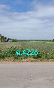 ขาย ที่ดิน นื้อที่ 11 ไร่ 2 งาน 38 ตารางวาอ.พัฒนานิคม จ.ลพบุรี 11 ไร่ 2 งาน 38 ตร.วา อยู่ใกล้ทางเข้าเขื่อนป่าสัก รูปที่ 3