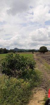 ขาย ที่ดิน แบ่งล๊อคๆละ200ตรว.อ.หนองม่วง จ.ลพบุรี 200 ตร.วา วิวภูเขา รูปที่ 4