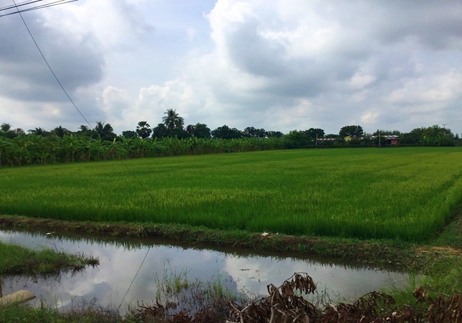 ขายที่ดิน 5 ไร่ ใกล้สำนักงานเทศบาลตำบลขุนพัดเพ็ง อำเภออู่ทอง สุพรรณบุรี รูปที่ 1