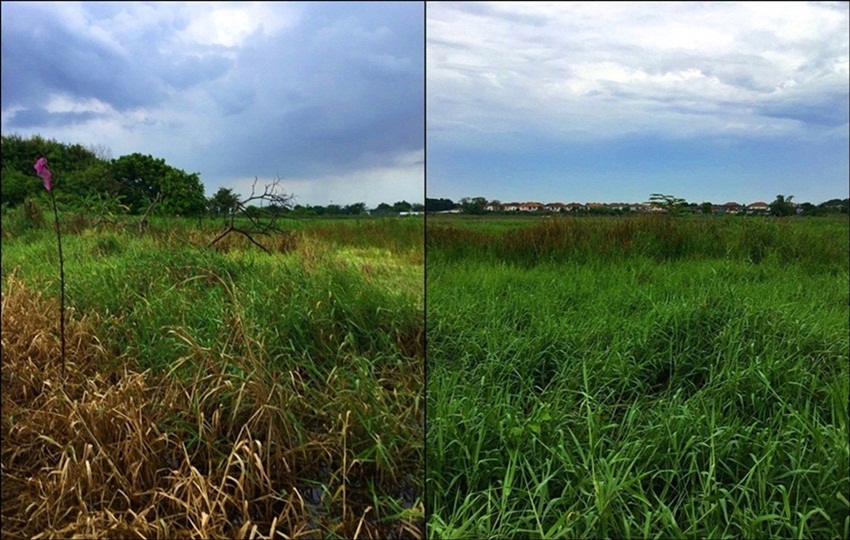 ขายที่ดิน 1 ไร่ ติดถนนเลียบด่วนมอเตอร์เวย์ สุขาภิบาล 3 รูปที่ 5