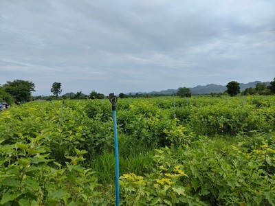 ขายที่ดินติดลำห้วย ด่านมะขามเตี้ย กาญจนบุรี 10 ไร่ ใกล้แหล่งชุมชน เหมาะทำการเกษตร ซื้อเก็บไว้ รูปที่ 1