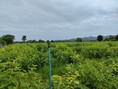 ขายที่ดินติดลำห้วย ด่านมะขามเตี้ย กาญจนบุรี 10 ไร่ ใกล้แหล่งชุมชน เหมาะทำการเกษตร ซื้อเก็บไว้