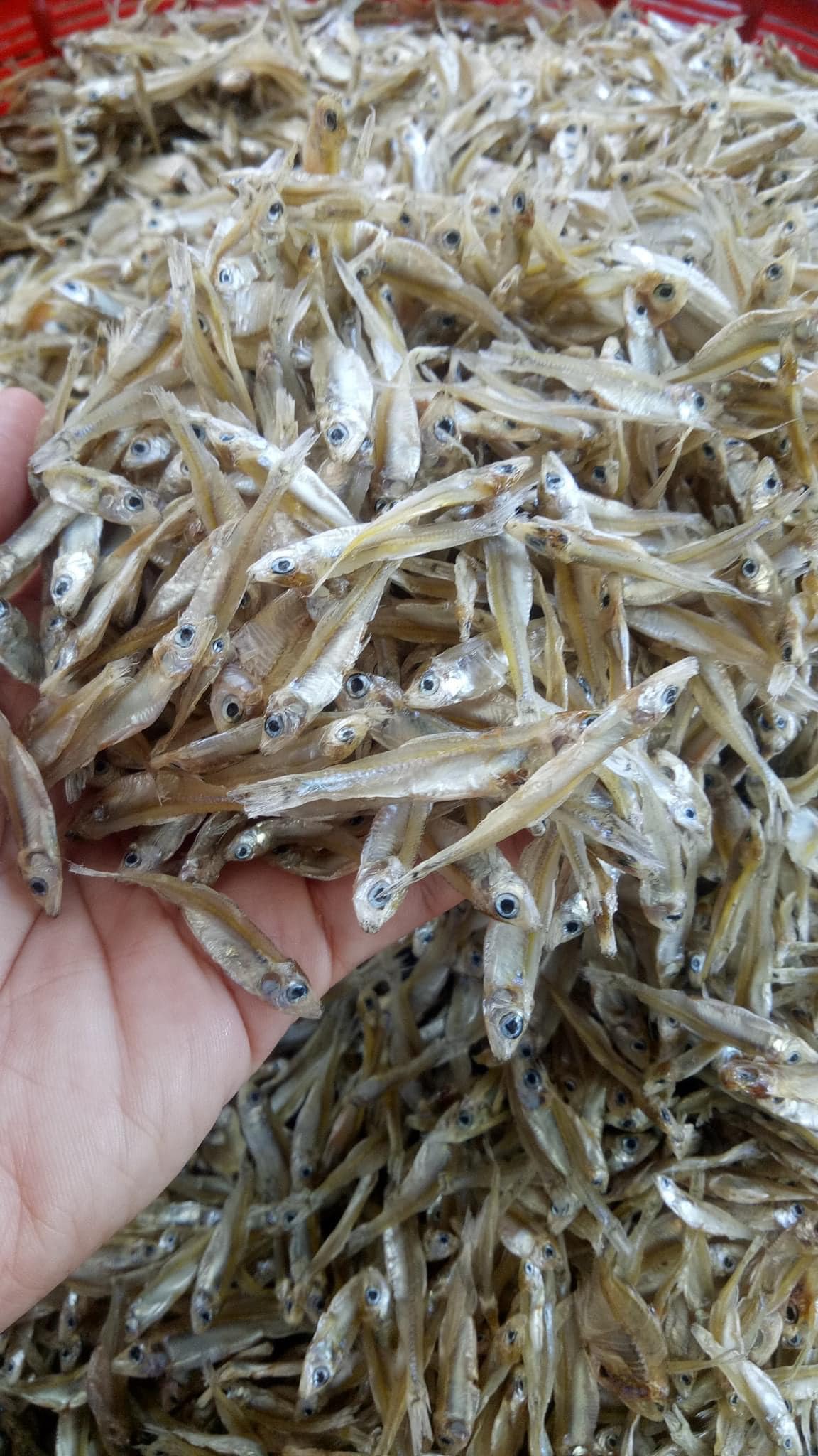 ปลาซิวแก้วตากแห้ง ปลาซิวแก้วเขื่อนสิรินธร จ.อุบล ของแท้ 100 % พร้อมส่งทั่วประเทศ มีเก็บเงินปลายทาง รูปที่ 3