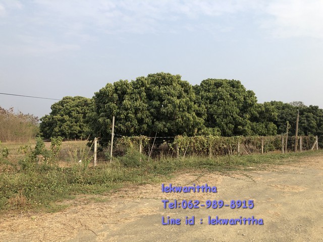 ขาย ที่ดิน จันทบุรี สอยดาว พร้อมล้งและสวนลำใย เนื้อที่ 34-0-69 ไร่ ริมถนนสาย 319 รูปที่ 1