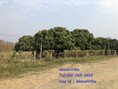 ขาย ที่ดิน จันทบุรี สอยดาว พร้อมล้งและสวนลำใย เนื้อที่ 34-0-69 ไร่ ริมถนนสาย 319