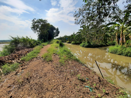 ขาย ที่ดิน คลอง12 หนองเสือ ปทุมธานี  ตรว.ละ 1,000 ขายพร้อมสวนกล้วยหอมกำลังเก็บผลผลิตขายได้ รูปที่ 1