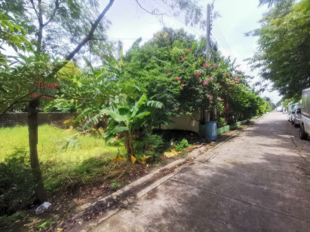 ขาย ที่ดิน ถูก เป็นสีเหลี่ยมสวย ที่ดิน 64 ตร.วา ผังเมืองสีเหลือง ย.3-25 รูปที่ 3
