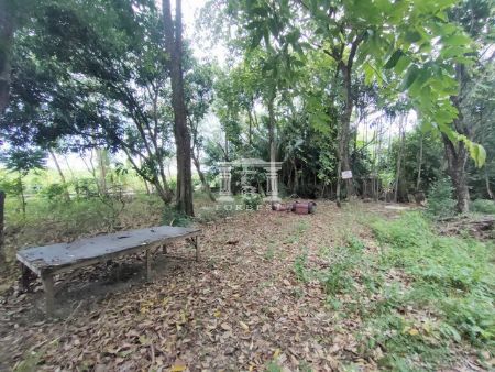 ขาย ที่ดิน รหัส41123บางพรหม พุทธมณฑล สาย 2 233 ตร.วา ที่ดินถมแล้ว รูปที่ 5