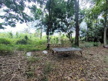 ขาย ที่ดิน รหัส41123บางพรหม พุทธมณฑล สาย 2 233 ตร.วา ที่ดินถมแล้ว รูปที่ 6
