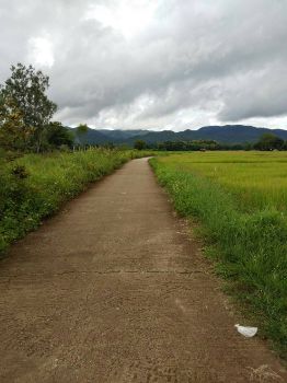 ขาย ที่ดิน ราคาถูก2แปลงติดกันต.ห้วยข้าวก่ำ อ.จุน จ.พะเยา 11 ไร่ 1 งาน 47 ตร.วา เจ้าของร้อนเงิน รูปที่ 4