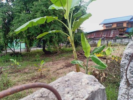 ขาย ที่ดิน เขตเทศบาลวังชมภู เมืองเพชรบูรณ์ 148 ตร.วา ต่อรองได้ พร้อมจบ รูปที่ 2