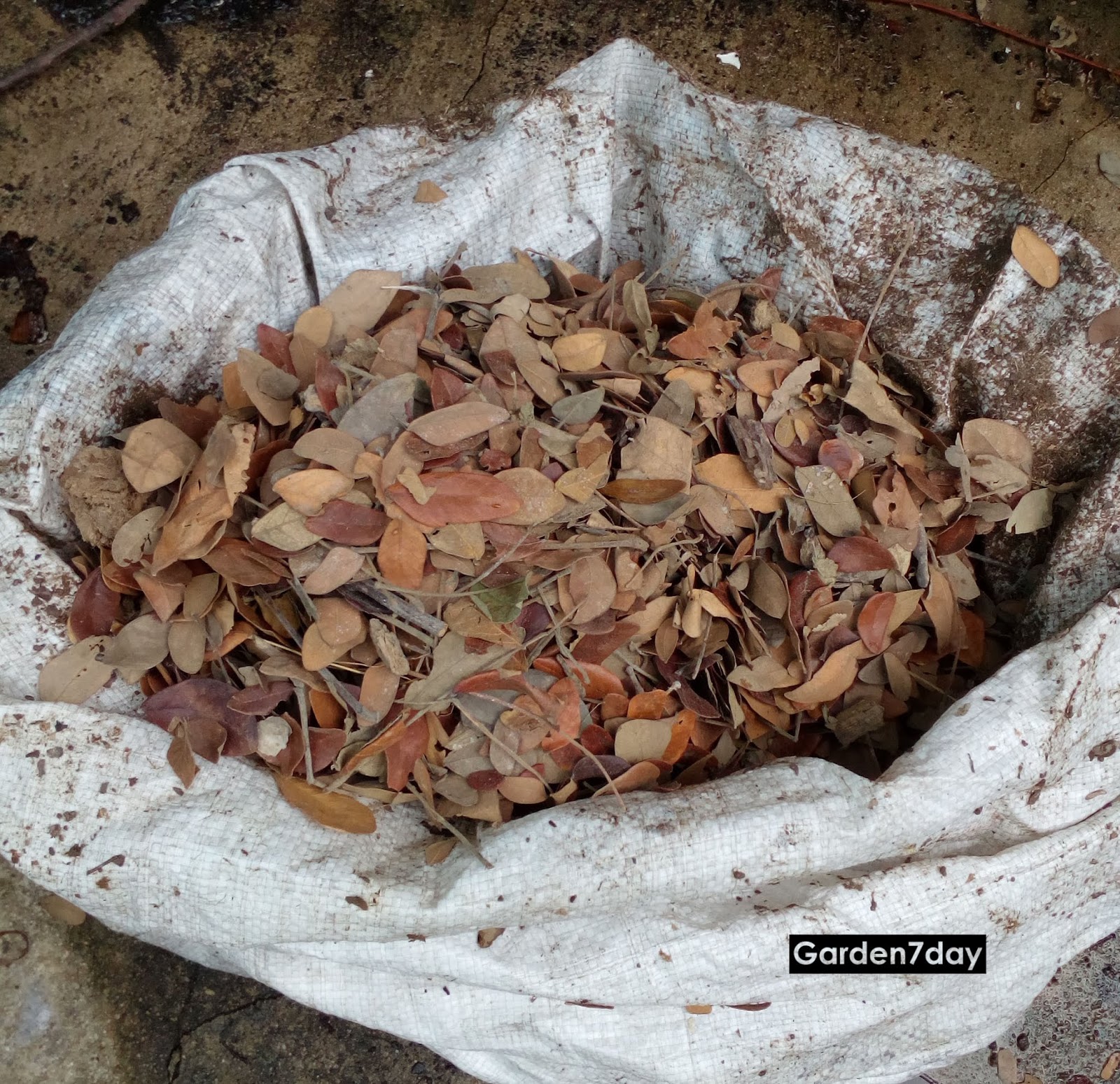 รับซื้อใบก้ามปู  ใบจามจุรี หรือ ใบฉำฉา จำนวนมาก!!  รูปที่ 4