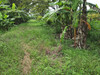 รูปย่อ ขายที่ดินพร้อมบ้านพื้นที่สีม่วง คลองเก้า ลำลูกกา ปทุมธานี รูปที่3