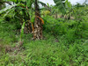 รูปย่อ ขายที่ดินพร้อมบ้านพื้นที่สีม่วง คลองเก้า ลำลูกกา ปทุมธานี รูปที่2
