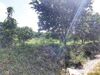 รูปย่อ ขาย ที่ดิน สวนส้มโอทับทิม สวนปาล์ม ติถนนดำ บางบูชา รับผลผลิตแล้ว 60 ไร่ 2 งาน 0 ตร.วา รูปที่4