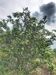 รูปย่อ ขาย ที่ดิน สวนส้มโอทับทิม สวนปาล์ม ติถนนดำ บางบูชา รับผลผลิตแล้ว 60 ไร่ 2 งาน 0 ตร.วา รูปที่5