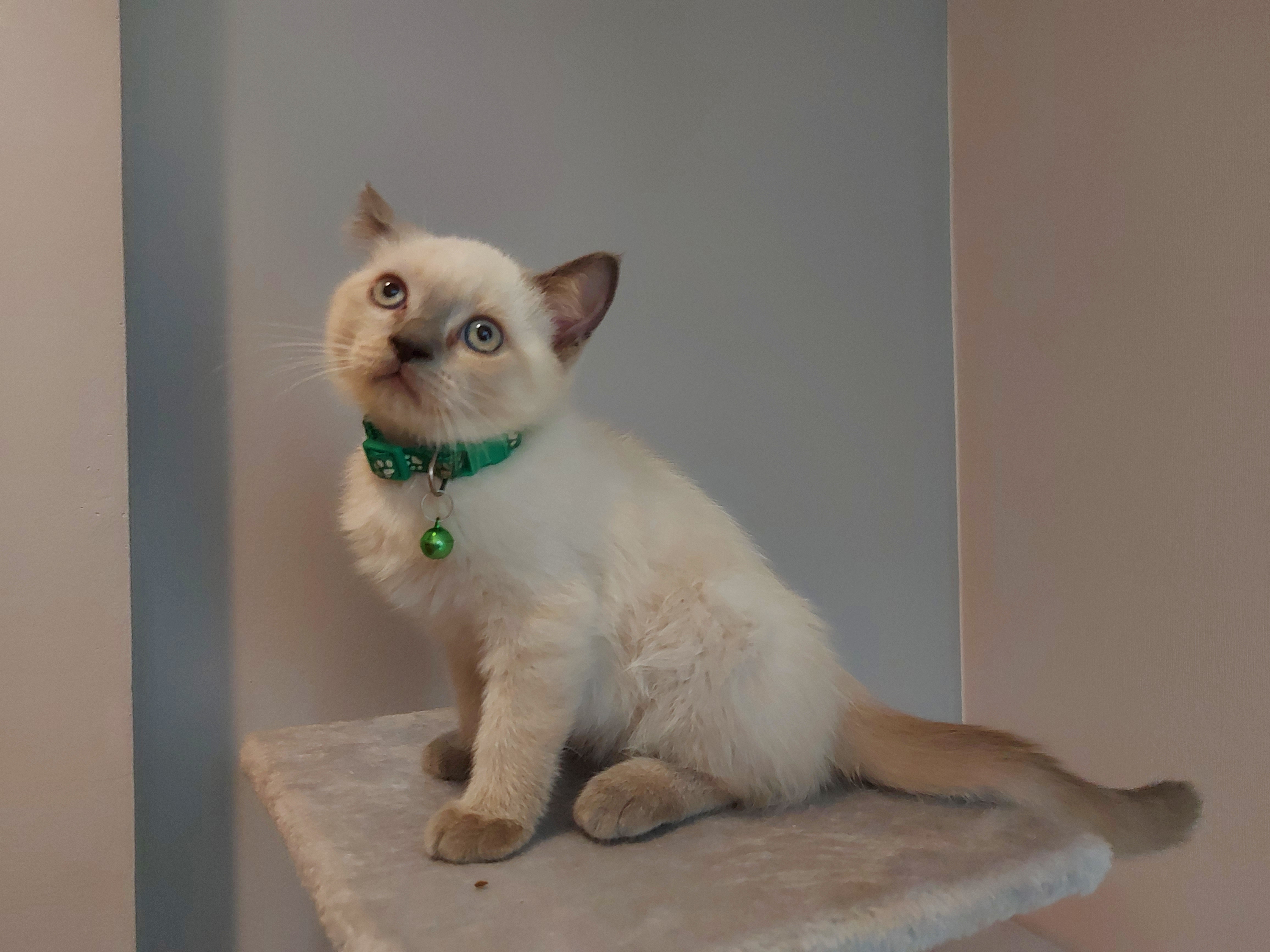 ลูกแมว British shorthair himalayan รูปที่ 4