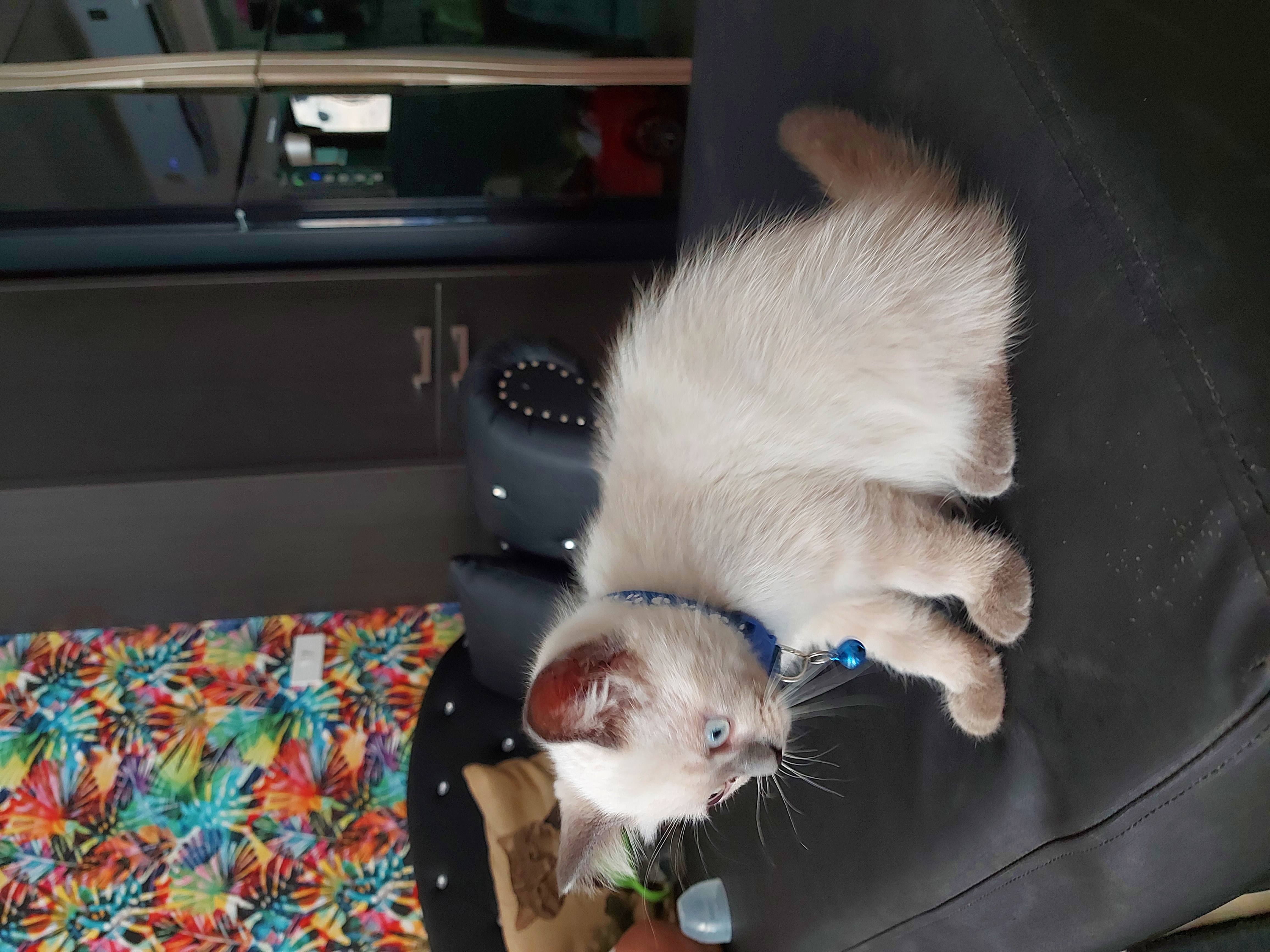 ลูกแมว British shorthair himalayan รูปที่ 3