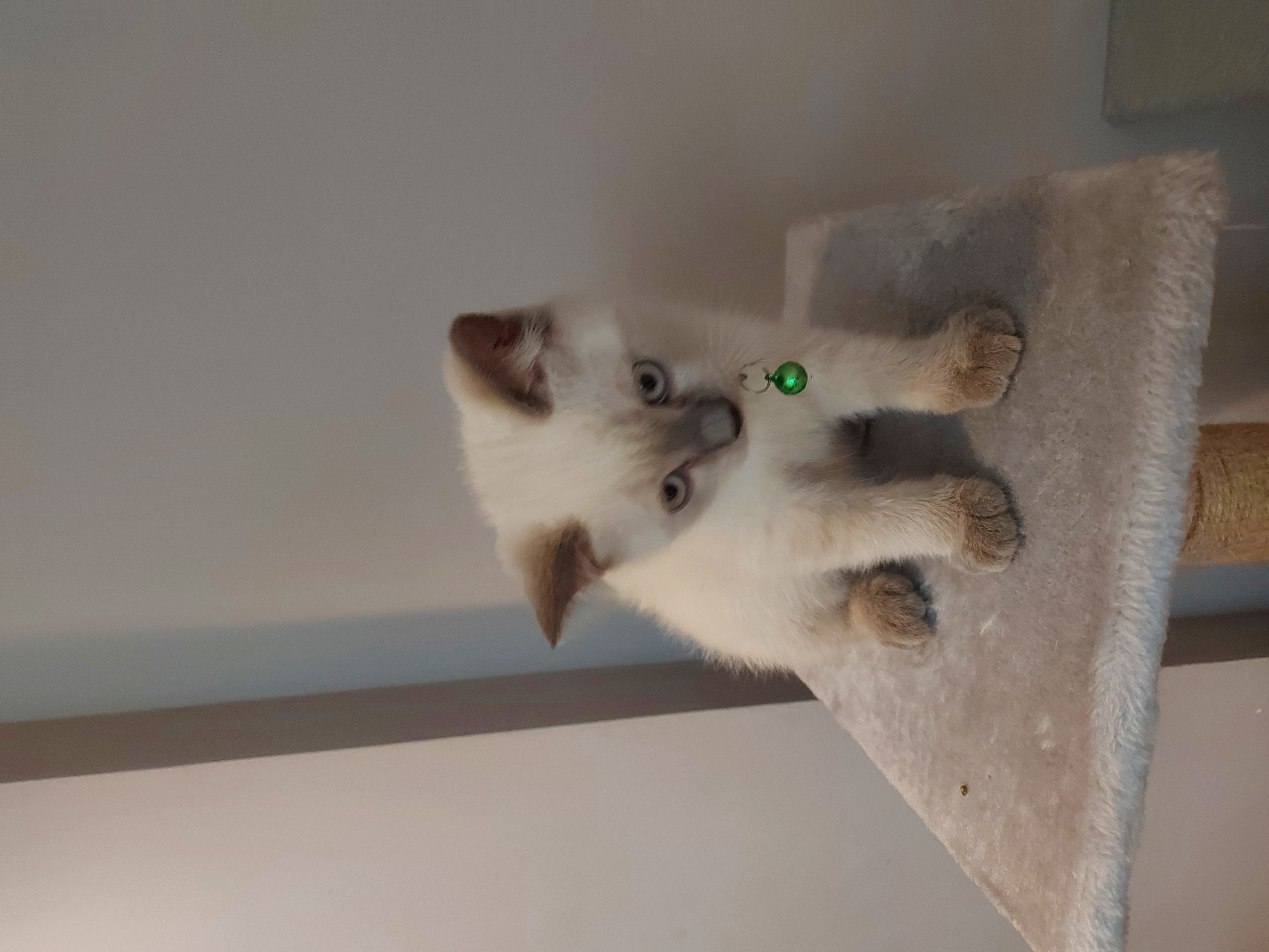 ลูกแมว British shorthair himalayan รูปที่ 5