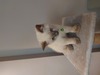 รูปย่อ ลูกแมว British shorthair himalayan รูปที่4