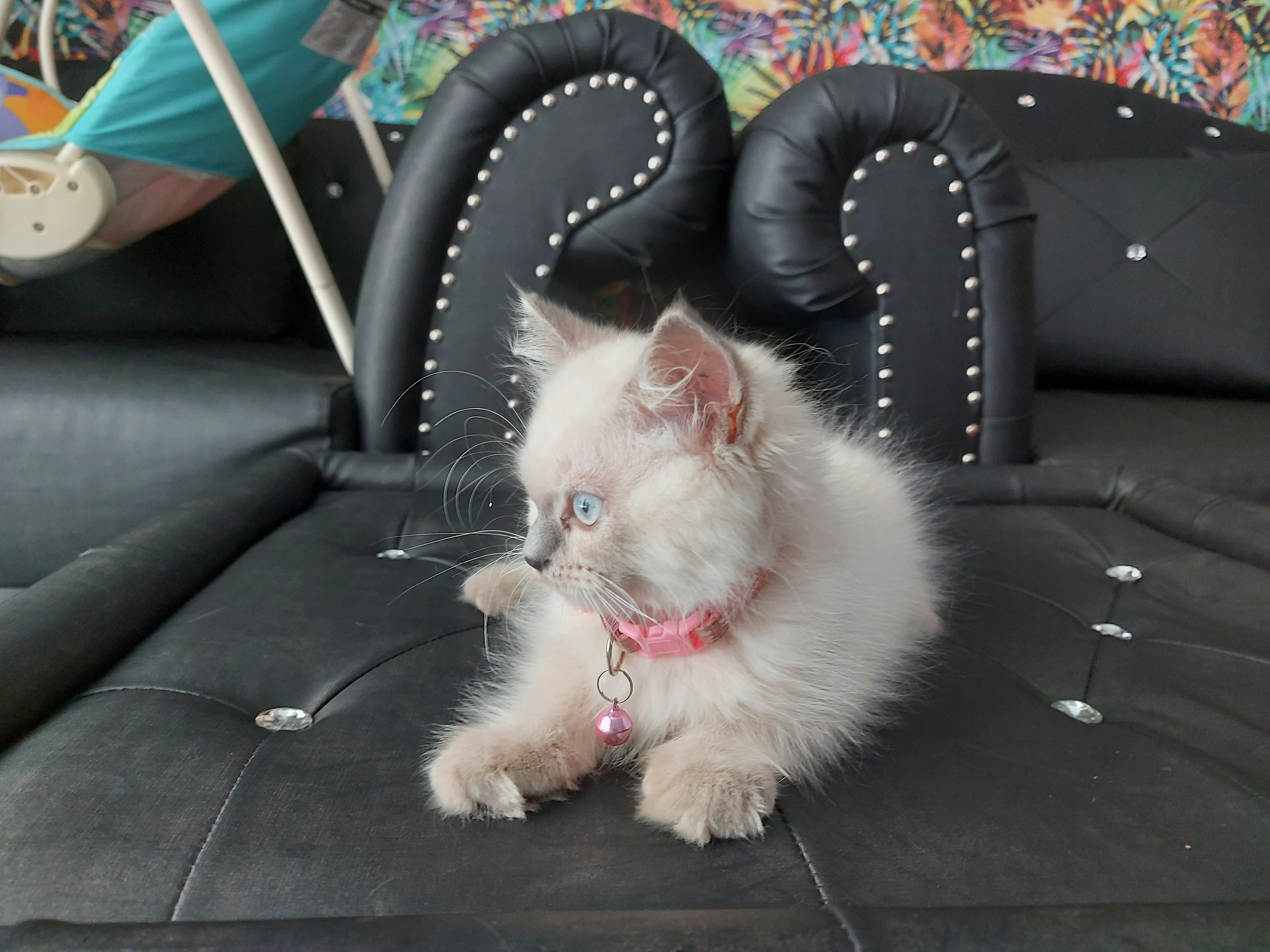ลูกแมว British shorthair himalayan รูปที่ 7