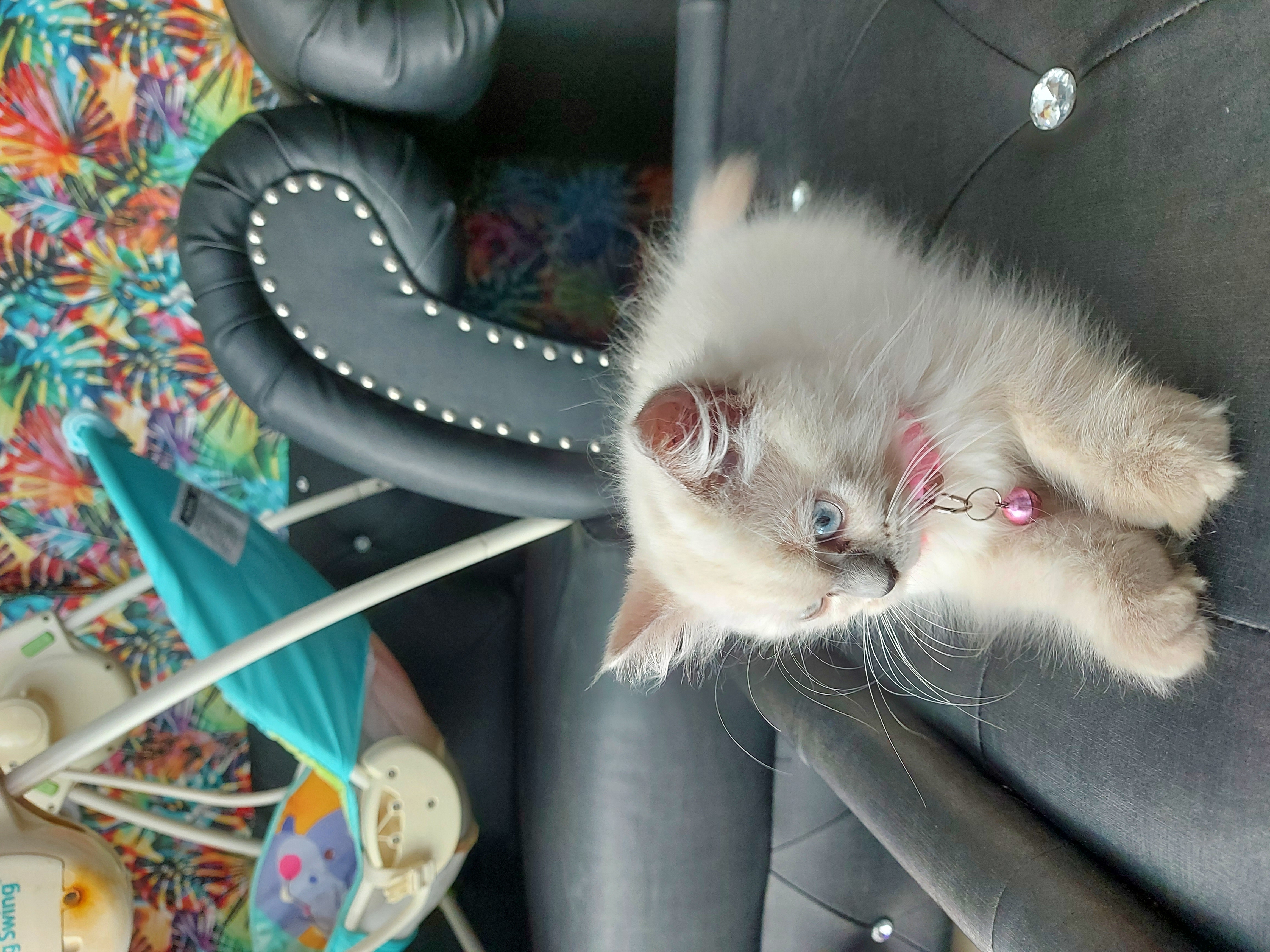 ลูกแมว British shorthair himalayan รูปที่ 6