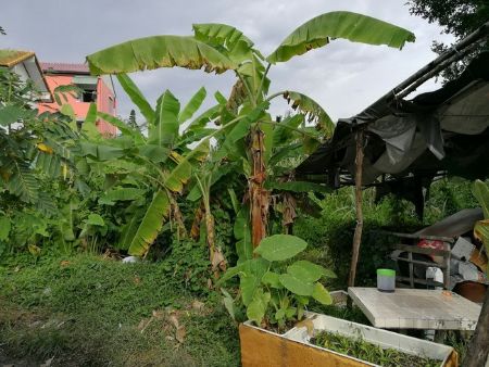 ขาย ที่ดิน  รหัส38095 ซอยรวมญาติ ถนนสุขุมวิท 1 ไร่ 44 ตร.วา ติดถนน2ด้าน รูปที่ 2