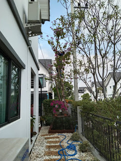 Kanchana Garden รับจัดสวน ปลูกหญ้า ตัดต้นไม้ ตัดหญ้า ตัดแต่งต้นไม้ เคลียร์พื้นที่ กำจัดวัชพืช เขตกรุงเทพฯ และปริมลฑณ รูปที่ 5