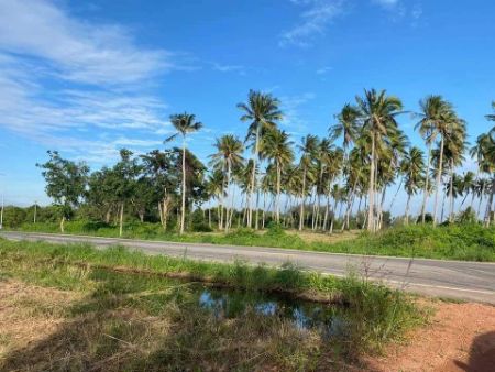 ขาย ที่ดิน นส 4จ. โฉนดครุฑแดง วิวทะเลหาดบ้านกรูด 200 ตร.วา ติดถนน​เส้นหลักเลียบชายทะเล ห่างหน้าหาด300​-400เมตร รูปที่ 6