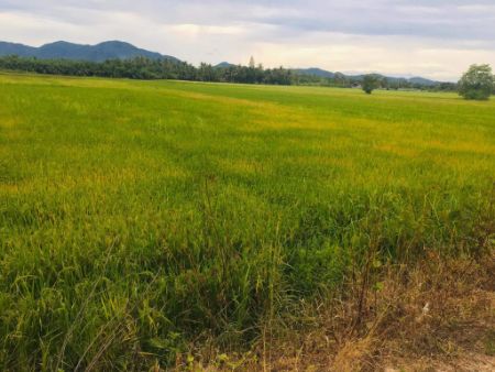 ขาย ที่ดิน ชะอำ 4 ไร่ ห่างจากถนนเพชรเกษมประมาณ 100 เมตรและใกล้ตัวเมืองเพชรบุรี รูปที่ 4