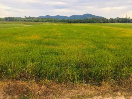 ขาย ที่ดิน ชะอำ 4 ไร่ ห่างจากถนนเพชรเกษมประมาณ 100 เมตรและใกล้ตัวเมืองเพชรบุรี รูปที่ 3