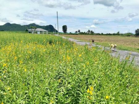ขาย ที่ดิน ขายต่ำกว่าราคาโครงการที่ดิน ท่าม่วง 1 ไร่ 3 งาน 90 ตร.วา วิวภูเขาสวย และวิวสวนปาล์ม รูปที่ 4