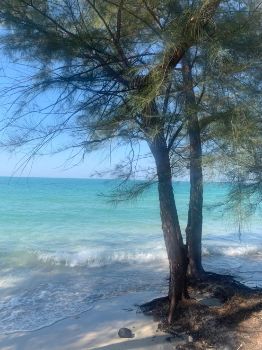 ขาย ที่ดิน ติดทะเลคลองใหญ่ 220 ตร.วา หาดทรายขาว เดินลงหาดจากหน้าบ้านได้เลย รูปที่ 4