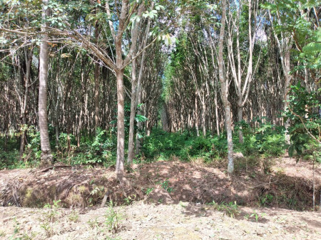 ขาย ที่ดิน พร้อมบ้านพัก 2หลัง พร้อมสวนปาล์ม และยางพารา รูปที่ 7