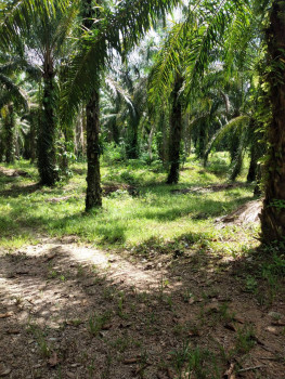 ขาย ที่ดิน พร้อมบ้านพัก 2หลัง พร้อมสวนปาล์ม และยางพารา รูปที่ 10