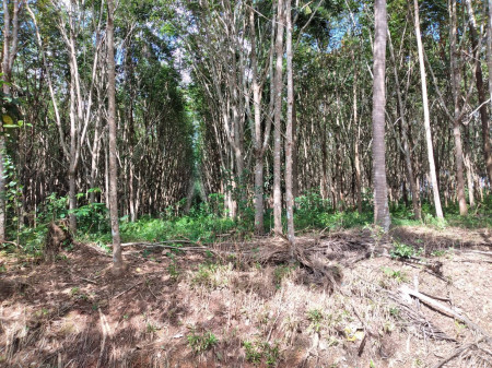 ขาย ที่ดิน พร้อมบ้านพัก 2หลัง พร้อมสวนปาล์ม และยางพารา รูปที่ 3
