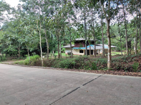 ขาย ที่ดิน พร้อมบ้านพัก 2หลัง พร้อมสวนปาล์ม และยางพารา รูปที่ 2