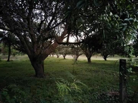 ขาย ที่ดินสวนมะม่วง เหมาะกับการทำสวนเกษตร หรือบ้านจัดสรร พูลวิลล่า รูปที่ 9