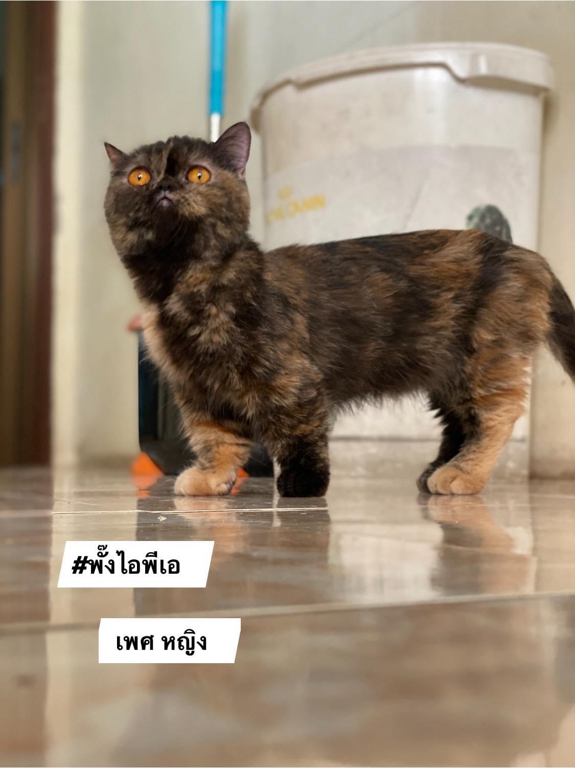 หาบ้านให้เด็กๆสายประกวดพันธุ์มัชกิ้นที่บ้านคะ เนื่องจากไม่มีเวลาดูแลต้องเดินทางบ่อย  ขอคนที่มีกำลังเลี้ยงน้องนะคะ ขออนุญาตคัดบ้านนะคะ  รูปที่ 4