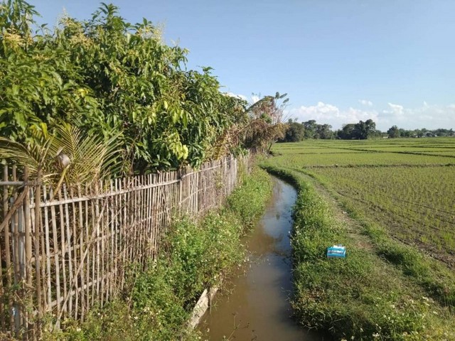 ขายสวนมะม่วง วิวดอยสุเทพ วิวทุ่งนา ติดลำเหมืองเขตแม่ริม  รูปที่ 1