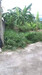 รูปย่อ ขายที่ดินแปลงเล็ก ต.บึง อ.ศรีราชา จ.ชลบุรี 230 ตรว ที่ดินติดถนนคอนกรีต ล้อมรั้วแล้ว มีเพื่อนบ้าน อยู่แหล่งชุมชน รูปที่3