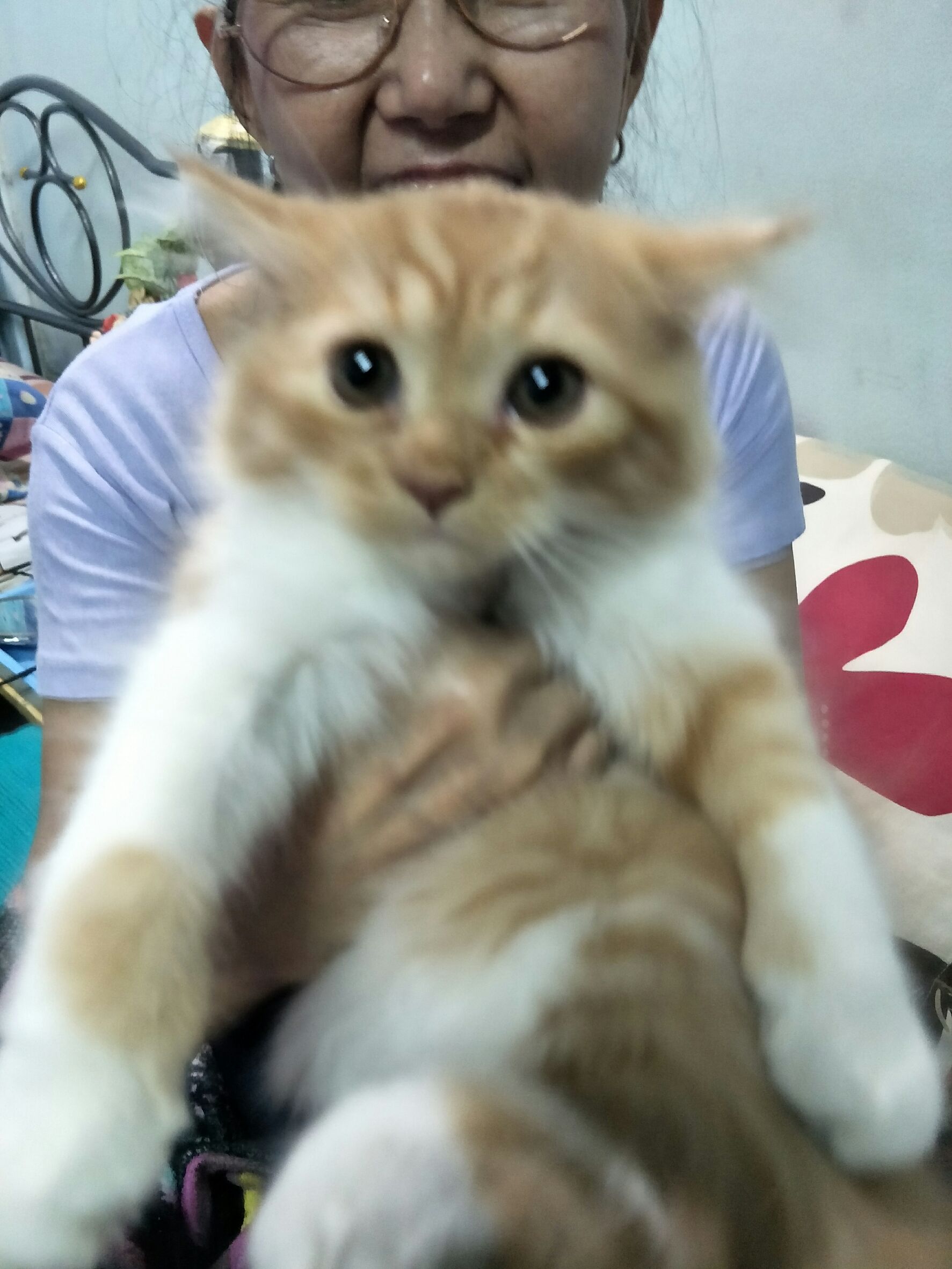 [ขาย]ลูกแมวเปอร์เซียแท้ เกรดPET เกรดเลี้ยงเล่น แมวมงคล หล่อๆ สีส้มการ์ฟิล์วลายแท๊บบี้ สีขาว มีสีดำแต้มนิดๆที่หัว2แต้ม แมวมงคล เพศผู้ น่ารักมากๆ T.081-482-6961,097-071-2525 รูปที่ 2