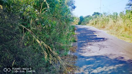 ขาย ที่ดิน ติดถนน วิวสวย 100 ตร.วา ต.ผาสิงห์ เมืองน่าน รูปที่ 3